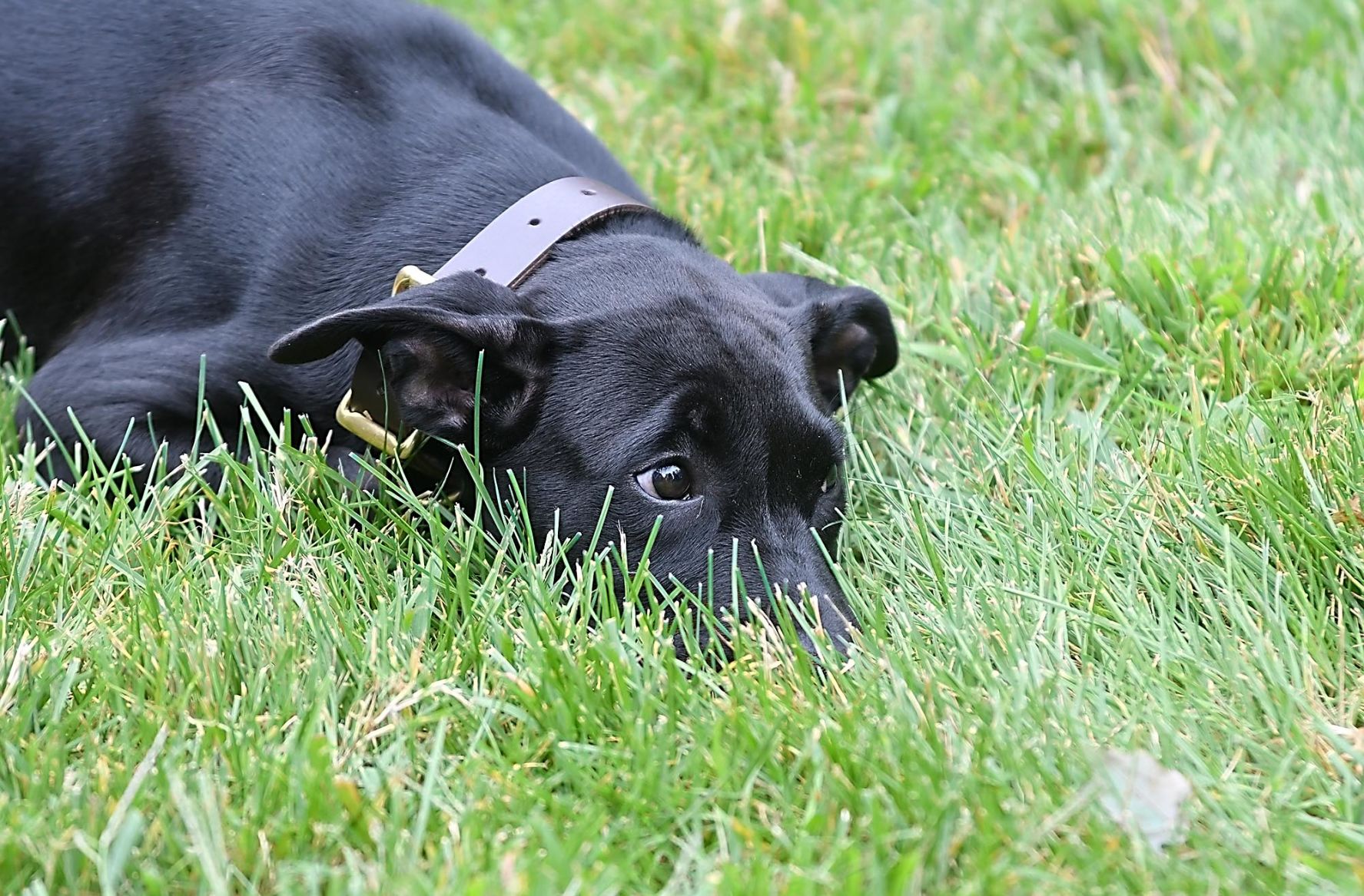 Governor's new dog 5